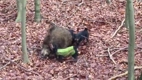 Jagdterriers on boar