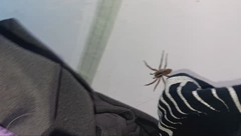 Always Check the Spiders That Live With You