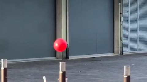 😄🐶 This Pup's Keepy Uppy Game is ON POINT! | FunFM
