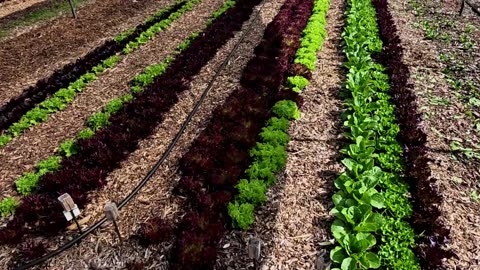We Should Have SALAD, Farmers' Market Update & What's Growing 4-23-25