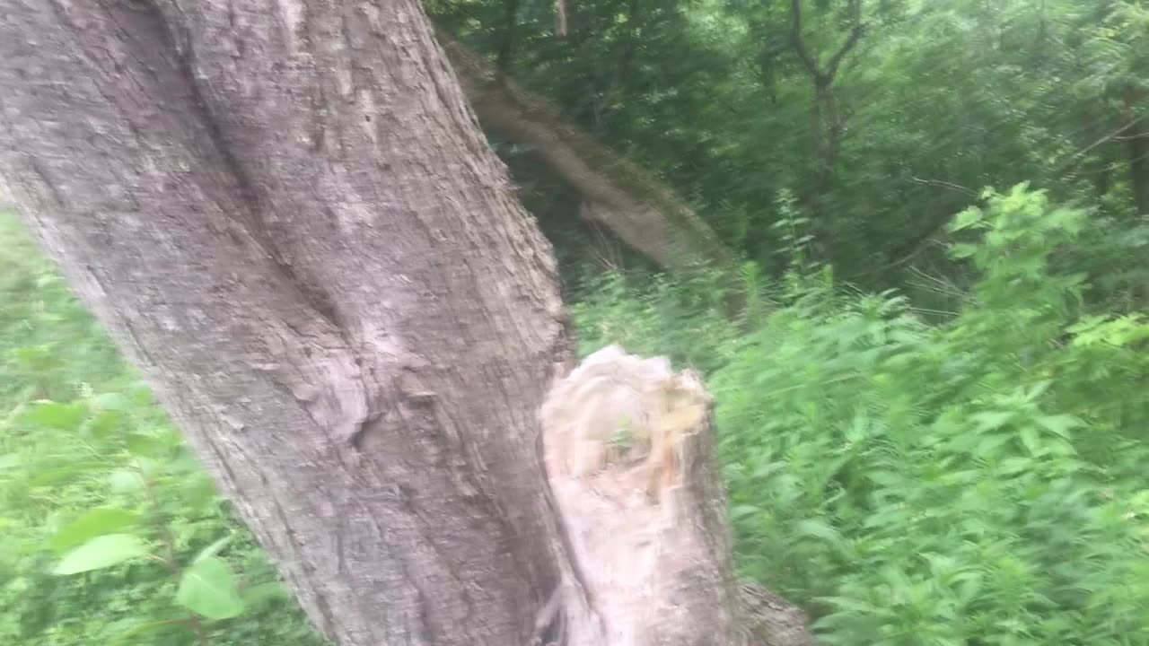 Chilling and One Walk