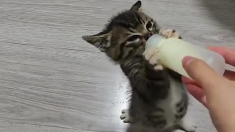 😂 Cool Down, Bro! You Won't Believe What Happens Next | FunFM