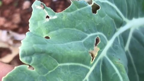Worm damage on cabbage