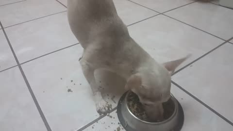 Update On My Dog Chica 3 : Dinner Time (March 18, 2018)