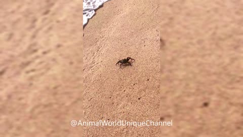 The Wave Carries Away into the Ocean | CRAB