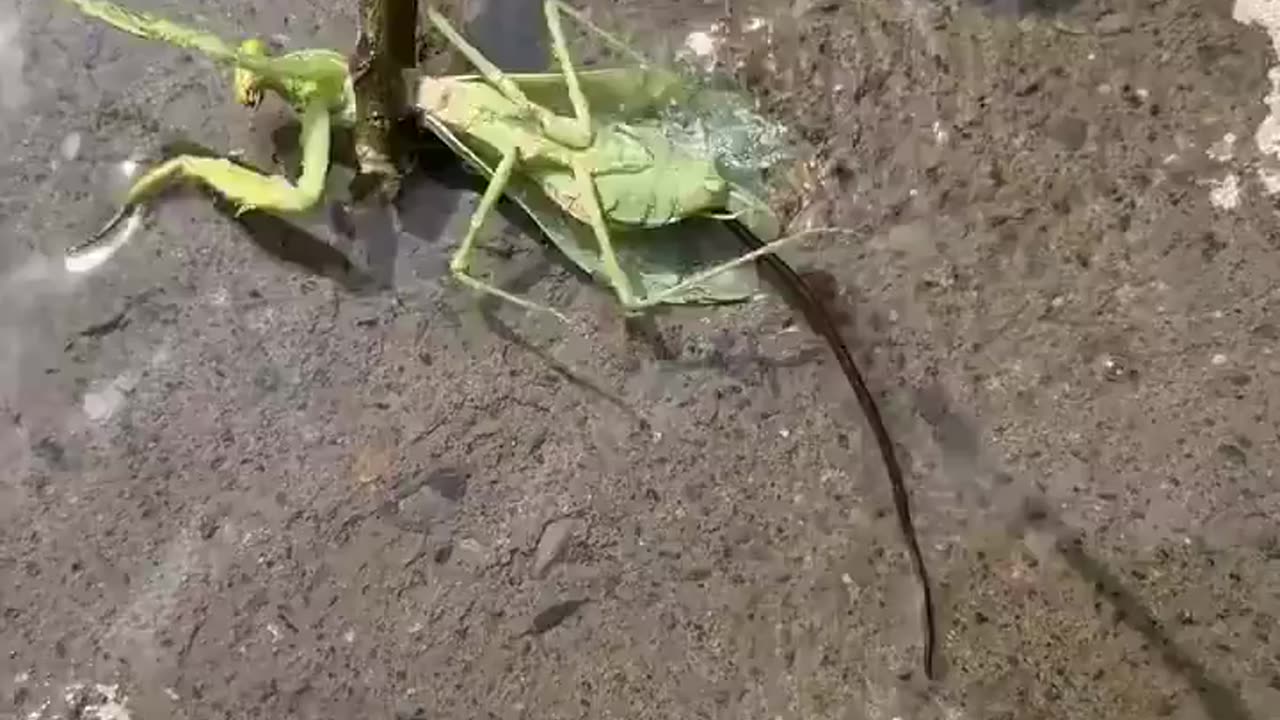 🧠🔬 Mind Blown! You Won't Believe How This Mantis Got Rid Of The Parasite! | FeedMyCuriosity