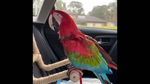 Funniest Animal Videos.