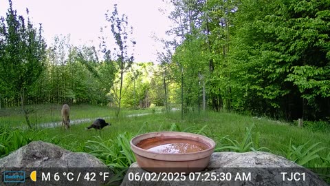 Deer, Turkey, and Raven