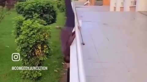 funny videos
