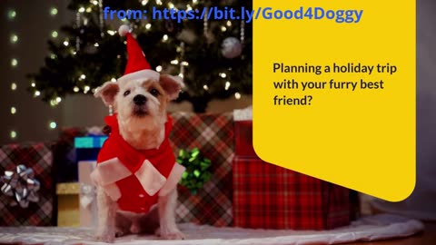 Traveling with Your Dog During the Holidays: Must-Know Tips for a Safe & Happy Journey