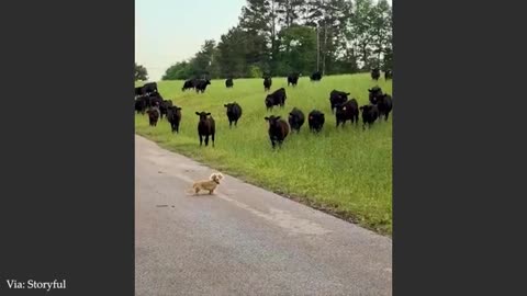 You Won’t Believe How Funny These Animals Are! 🤣