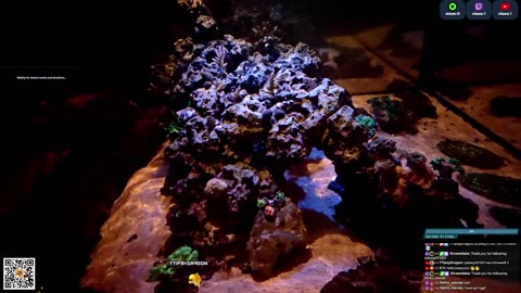 24/7 Real Live Reef Stream