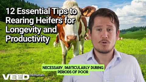 12 Essential Tips too Rearing Heifers for Longevity and Productivity