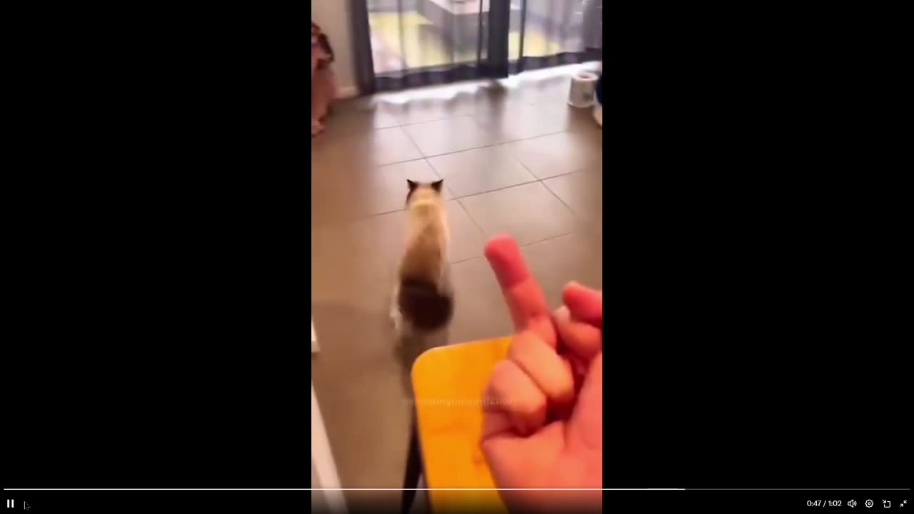 Quick Smile clips: Cats do NOT like to be pointed at.