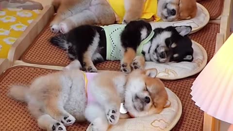 Sleeping dog's Comedy Videos 🤣 so cute videos 😍