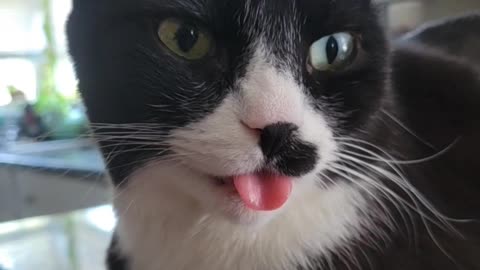 😂🐶 Epic Cat Fail! Burts Tongue...Again | FunFM