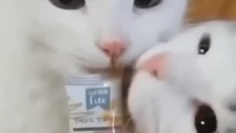 Funny Pets Chilling 💥 | Too Cute to Handle