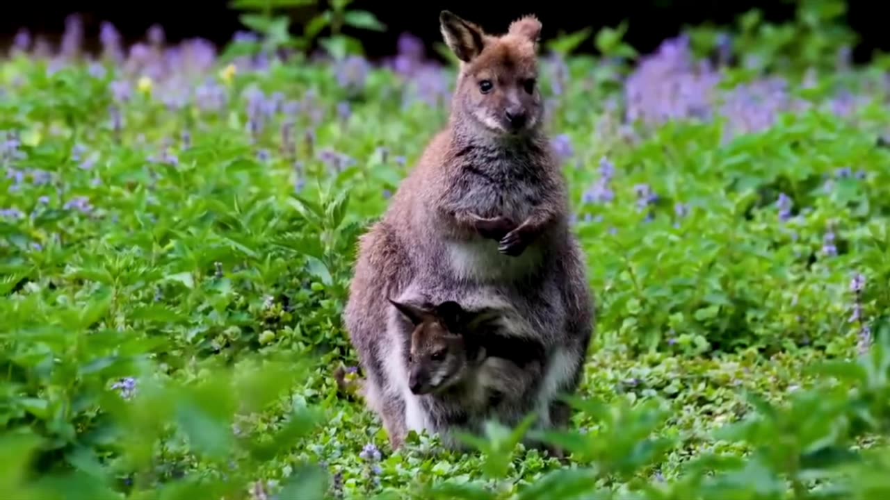 animal world