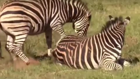 Zebra attacks a female and her calf 😠