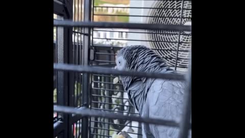 Funny Birds