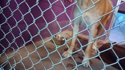 Durango 6y Pet Id 947910 kennel 20 HSSAZ shelter we lounge round some He's an awesome boy20251205835