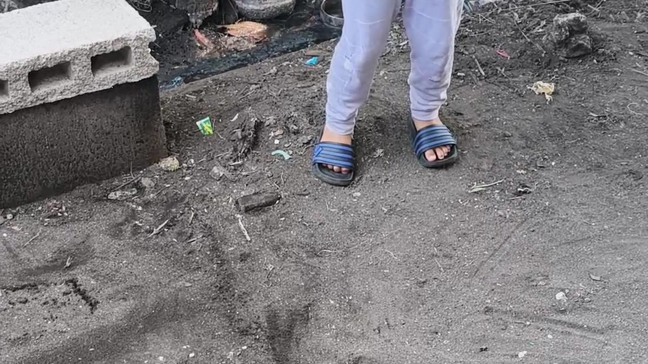 Gibunalan Ni Grey Ang Manok