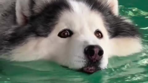 My Dog Swimming Time 🐶