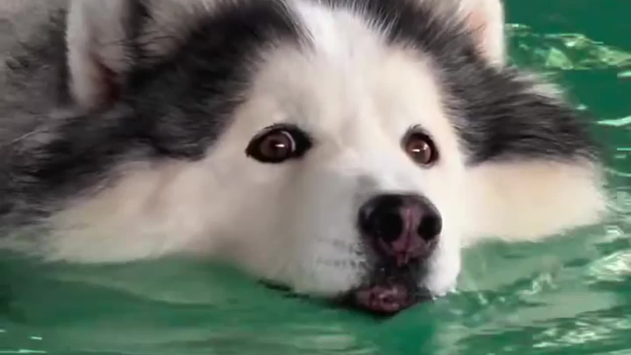 My Dog Swimming Time 🐶