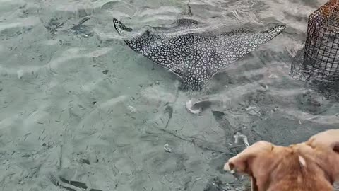 Island Dog Jumps On Stingray