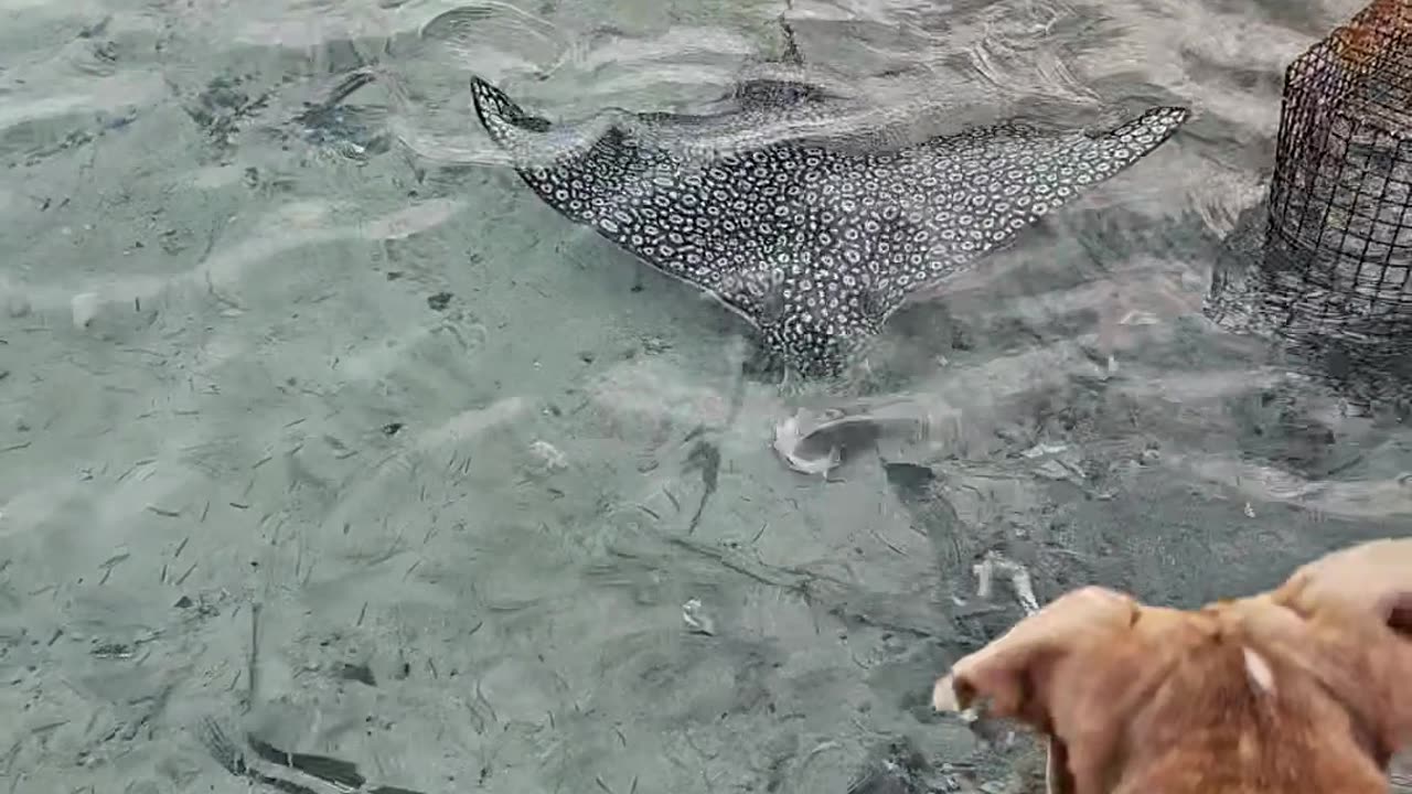 Island Dog Jumps On Stingray