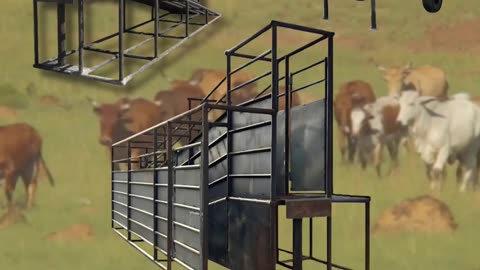 Livestock Loading Chutes