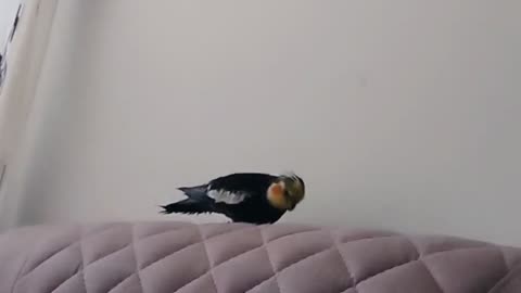 When I want to sit on the sofa