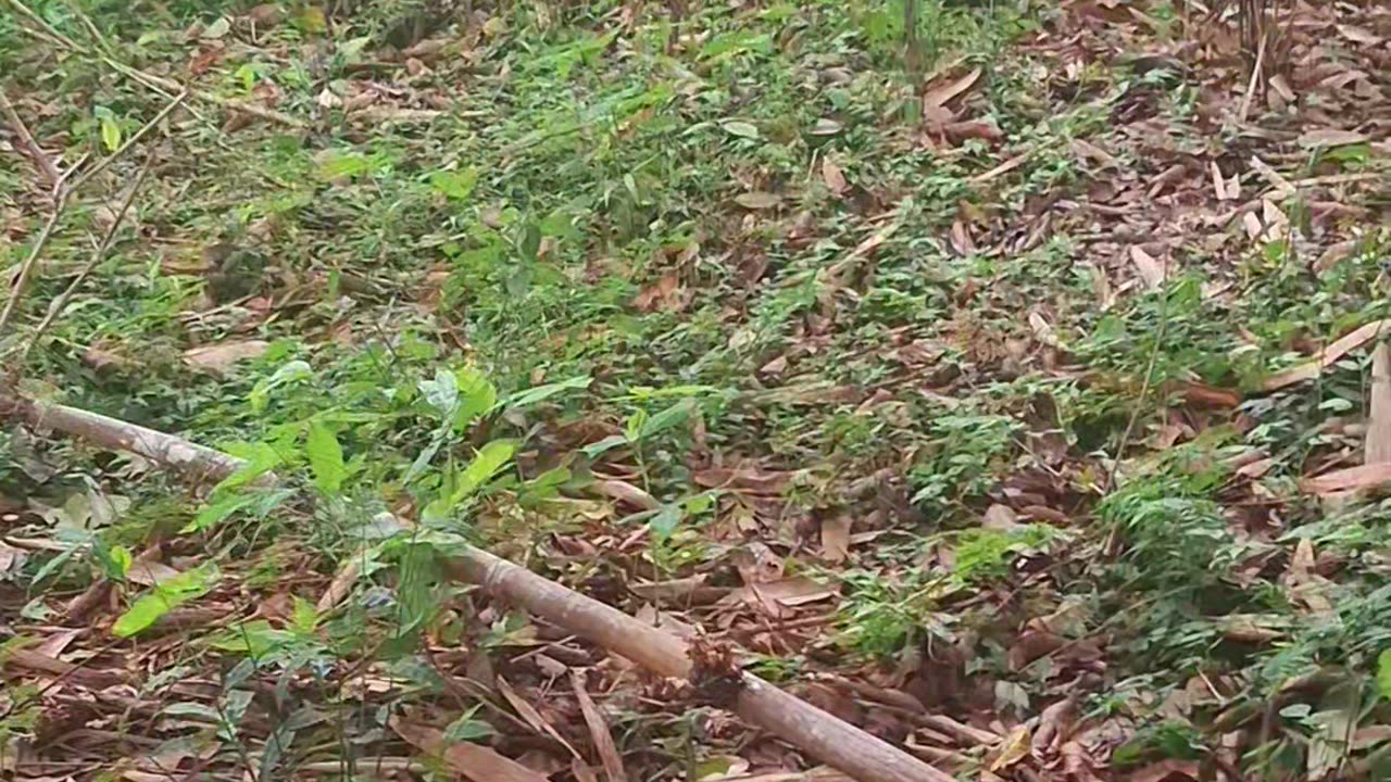 Primitive people looking for firewood
