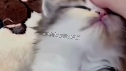 funny cat