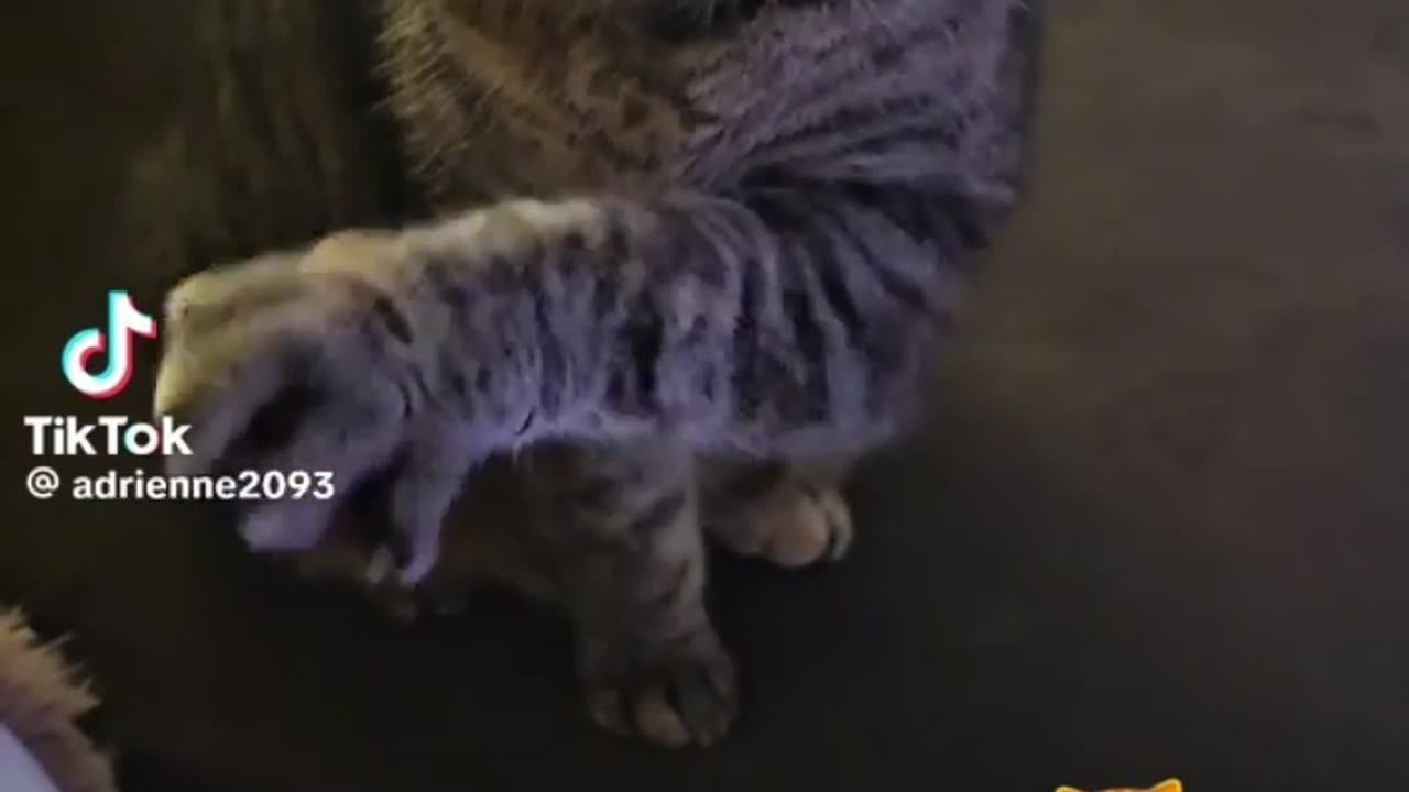 🐈💕 Cat Wants to Be Caressed! | FunFM