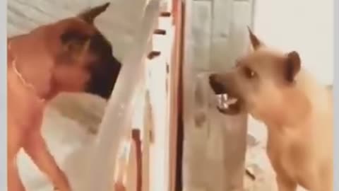 Smart dog