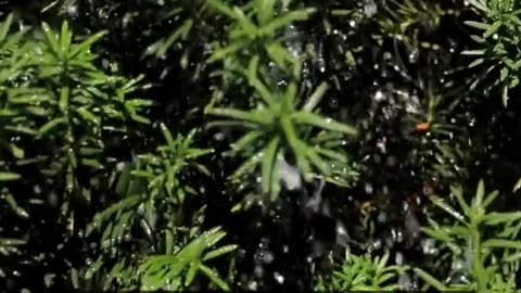 Daily Horoscope | Taurus 🌟