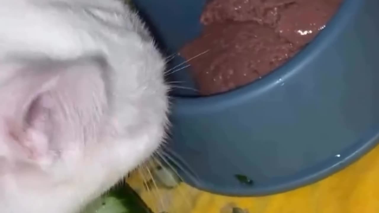 Rice Alone? Forget It, Human! 🐱