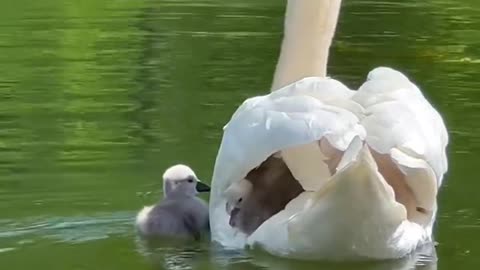Love of swans 🦢