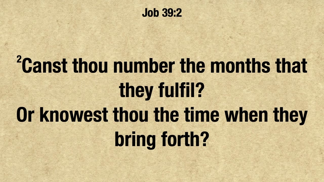 Job 39