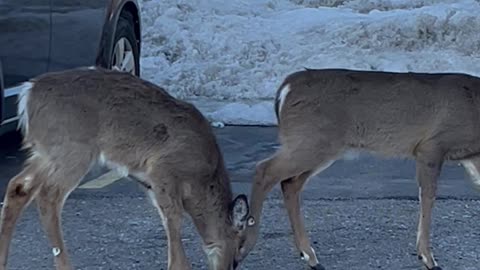 Have to go to town to see the deer! 🦌 🦌🦌