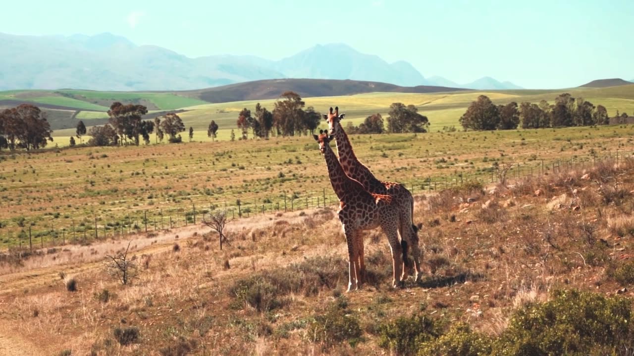 Two Giraffes in the African Savannah