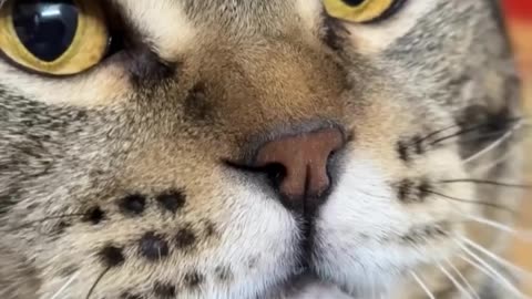 If you are watching this video, know that God has made you the guardian angel of a hungry cat.