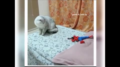 animal comedy video