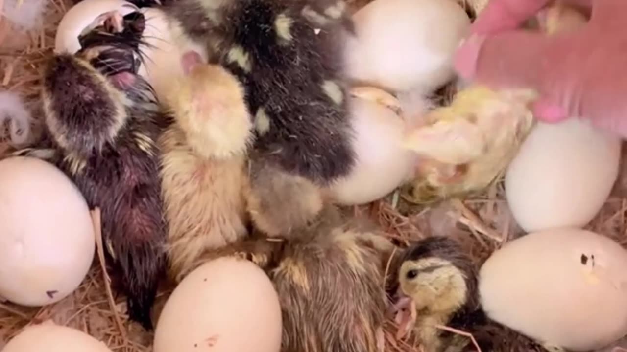 🐣 One of the most beautiful moments that you don't see in big cities... Get ready to melt! 💛🦆