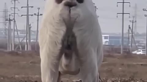 Funny Dog Videos LOL