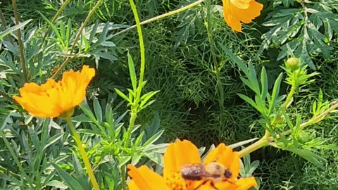 A Bee loafing around a Wildflower for 10 minutes for a tertiary monitor