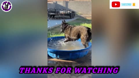 FUNNY DOG VIDEOS WITH LUNA THE DUTCH SHEPHERD