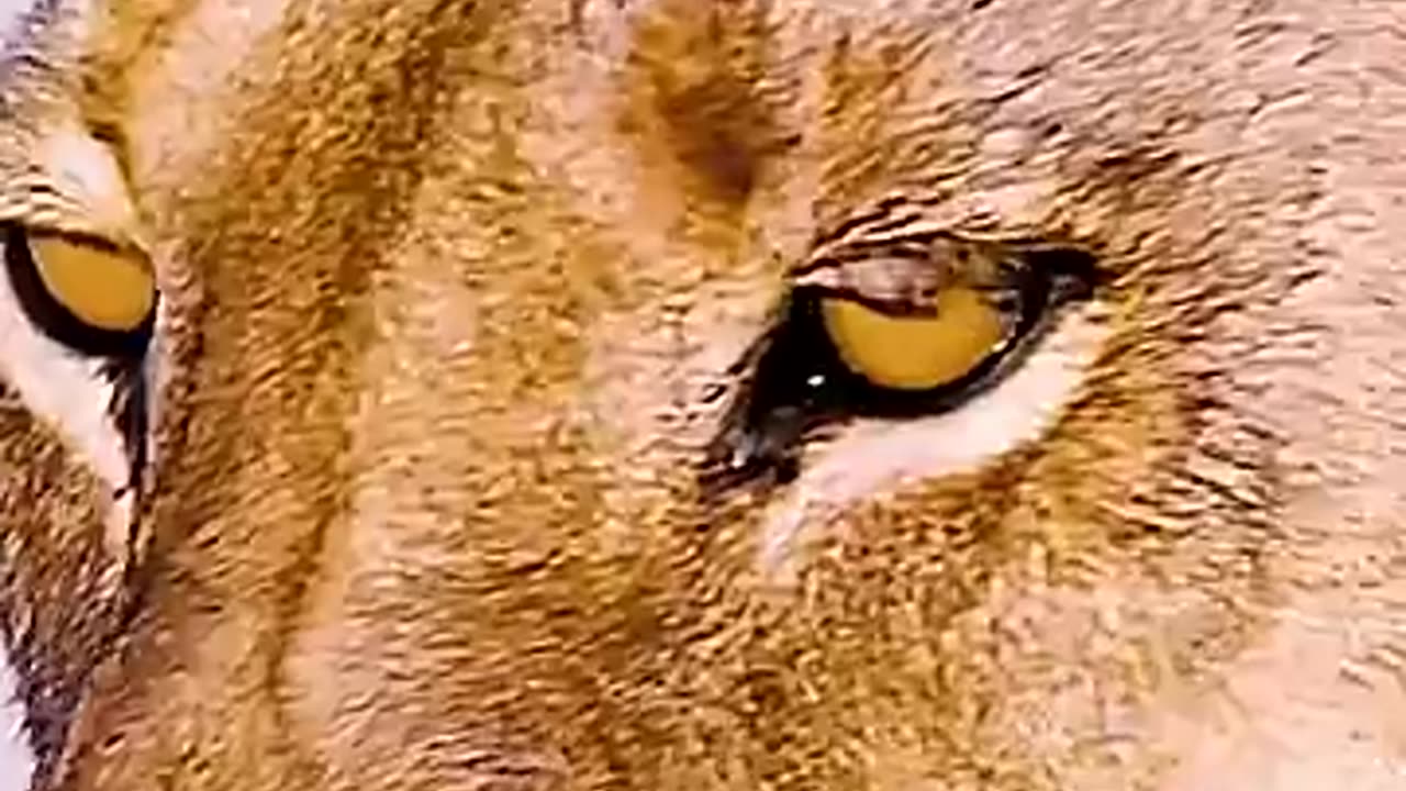 animals