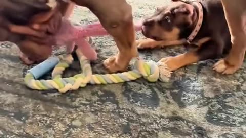 Littels Dog's Comedy Videos 🤣 so cute videos 😍 funny videos 🤣 so much for watching this video 🤣
